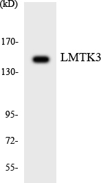 Western blot analysis of the lysates from HeLa cells using LMTK3 antibody