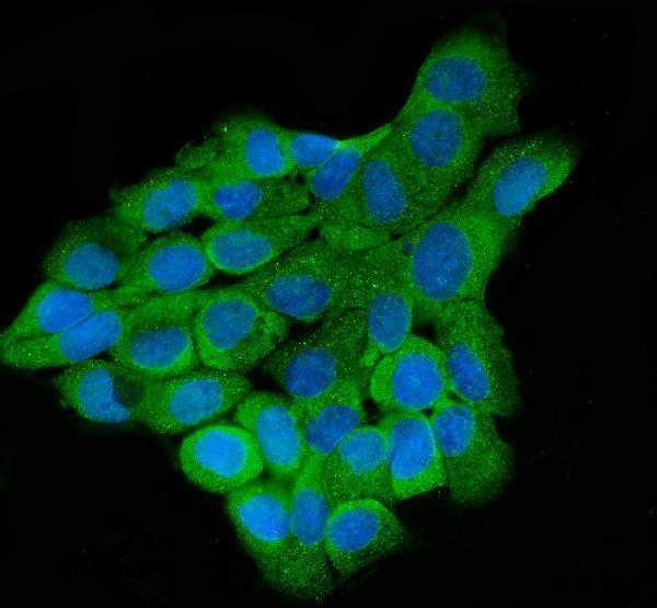 a08433 1 larp4b primary antibodies if testing 4