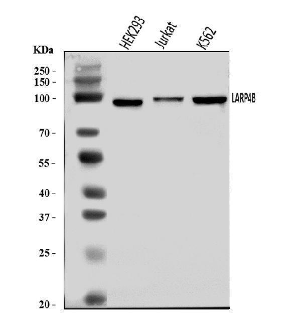 a08433 1 larp4b primary antibodies wb testing 1