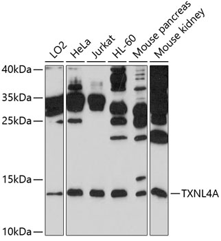 Western blot analysis of extracts of various cell lines, using TXNL4A antibody  at 1:1000 dilution