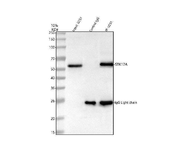  Immunoprecipitating STK17A in U251 whole cell lysate