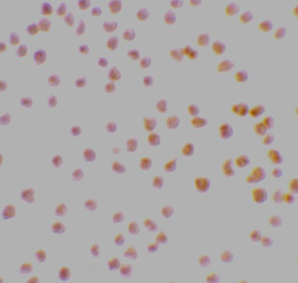 Immunocytochemistry staining of MOLT4 cells using DRAK1 antibody at 2 μg/mL