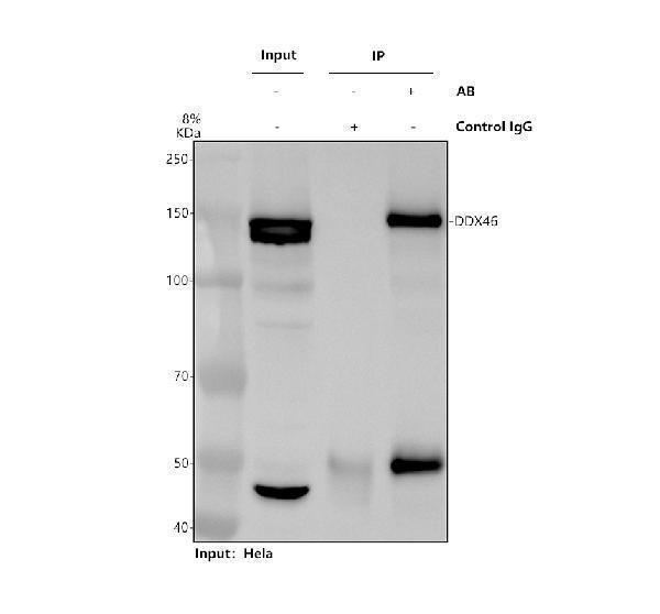 a08440 1 ddx46 primary antibodies ip testing 1