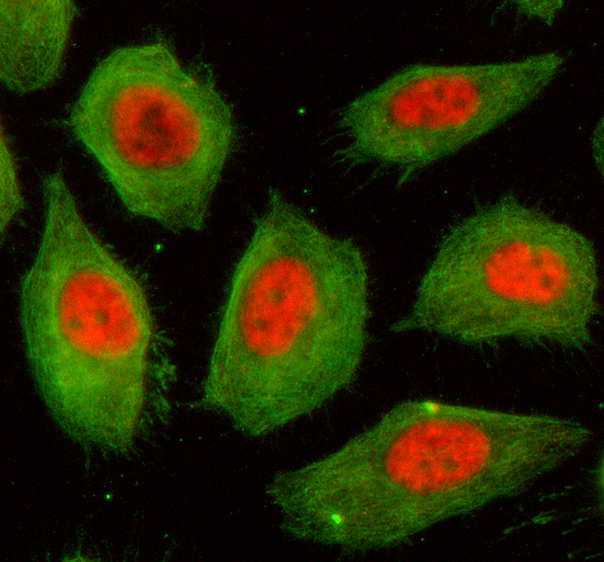 a08443 1 thoc2 primary antibodies if testing 1