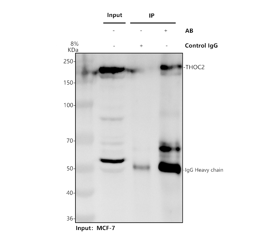 a08443 1 thoc2 primary antibodies ip testing 1
