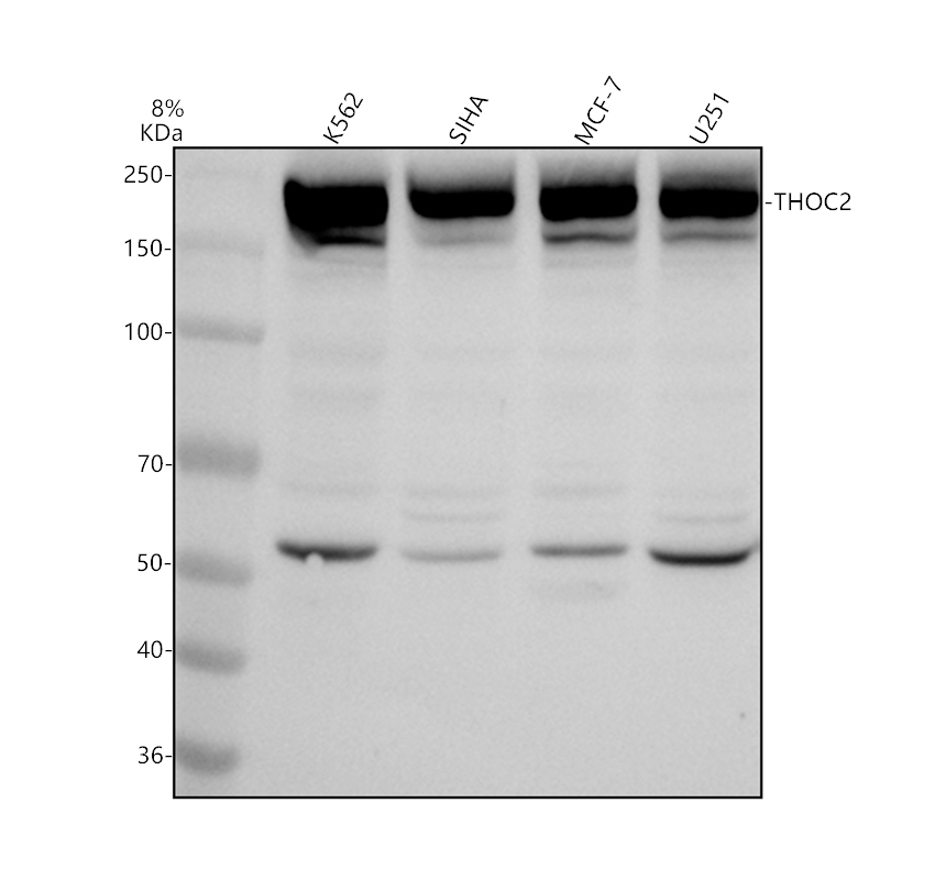 a08443 1 thoc2 primary antibodies wb testing 1