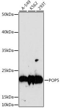 a08446 pop5 primary antiboties wb testing 1
