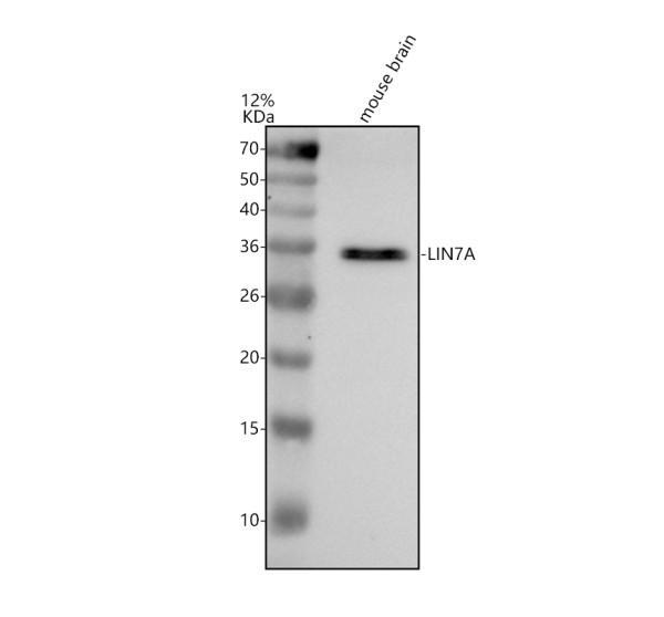 a08447 1 lin7a primary antibodies wb testing 1