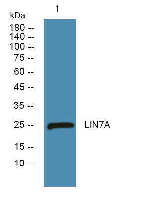 Western blot analysis of lysates from Jurkat cells, primary antibody was diluted at 1:1000, 4°over night
