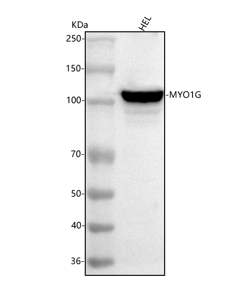 a08448 2 myo1g primary antibodies wb testing 1