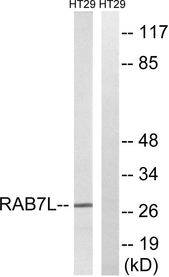 Western blot analysis of lysates from HT-29 cells, using RAB7L1 Antibody