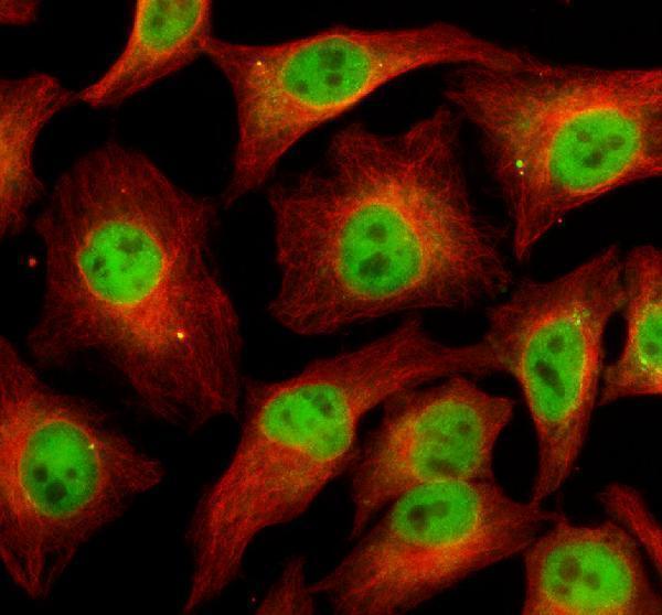 IF analysis of EMG1 using anti-EMG1 antibody (A08458-1) and anti-Alpha Tubulin antibody (M03989-3)