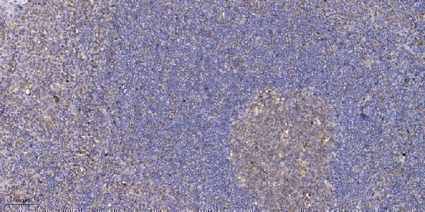Immunohistochemical analysis of paraffin-embedded human tonsil