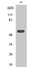 Western Blot analysis of various cells using MIPP Polyclonal Antibody