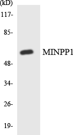 Western blot analysis of the lysates from HepG2 cells using MINPP1 antibody