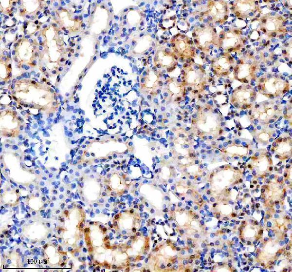  IHC analysis of MINPP1 using anti-MINPP1 antibody (A08462-3)