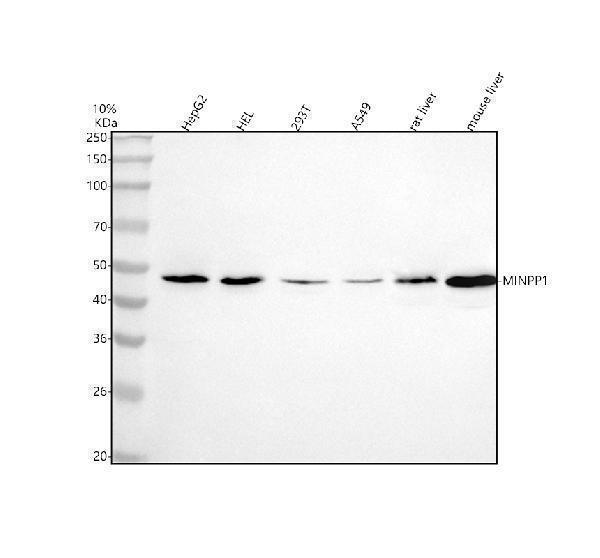 Western blot analysis of MINPP1 using anti-MINPP1 antibody (A08462-3)