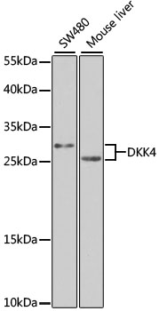 Western blot analysis of extracts of various cells, using DKK4 antibody