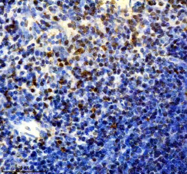 a08465 1 pmf1 primary antibodies ihc testing 1