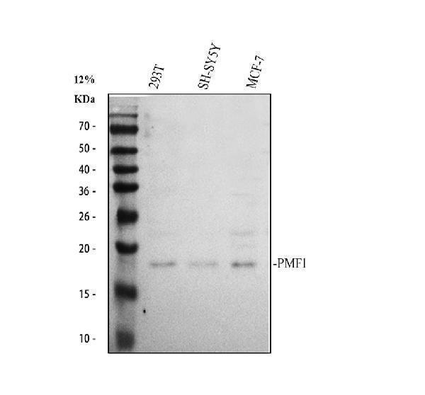 a08465 1 pmf1 primary antibodies wb testing 1