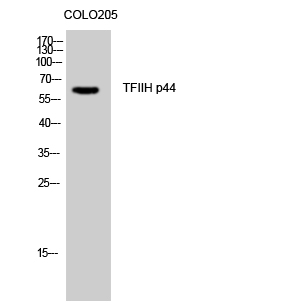 Western Blot analysis of COLO205 cells using TFIIH p44 Polyclonal Antibody cells nucleus extracted by Minute TM Cytoplasmic and Nuclear Fractionation kit 