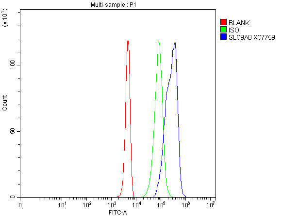 Flow Cytometry analysis of 293T cells using anti-SLC9A8 antibody (A08467-2)