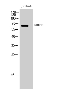 Western Blot (WB) analysis of Jurkat cells using NHE-8 Polyclonal antibody