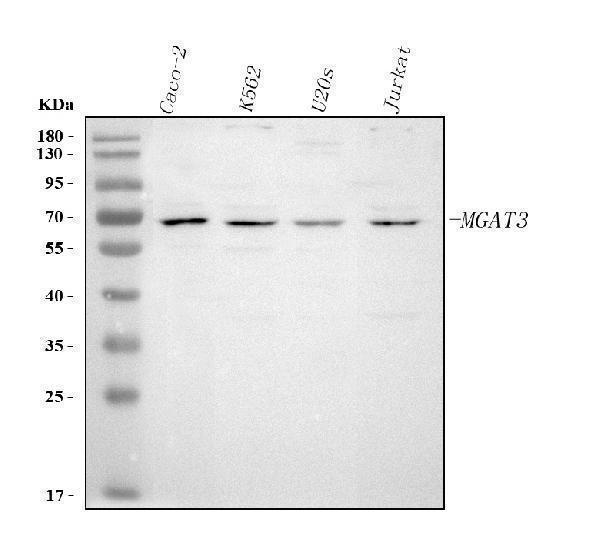  Western blot analysis of MGAT3 using anti-MGAT3 antibody (A08470-1)