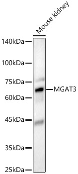 a08470 mgat3 primary antiboties wb testing 1