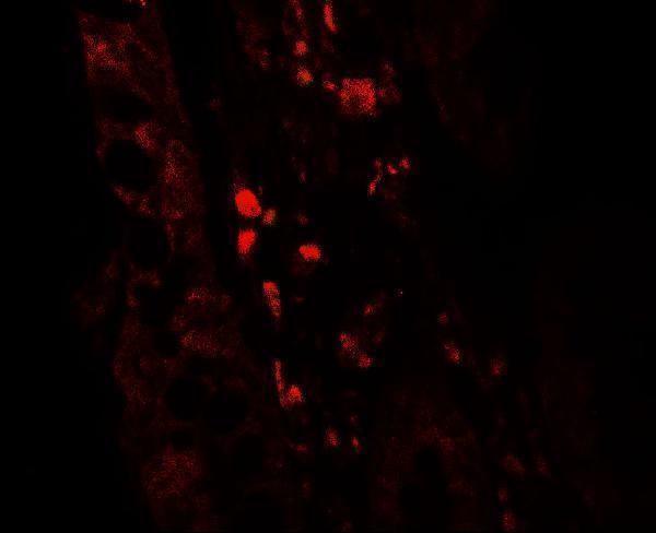 Immunoflorescence of GLIPR1 in human small intestine tissue with GLIPR1 antibody at 5 μg/mL