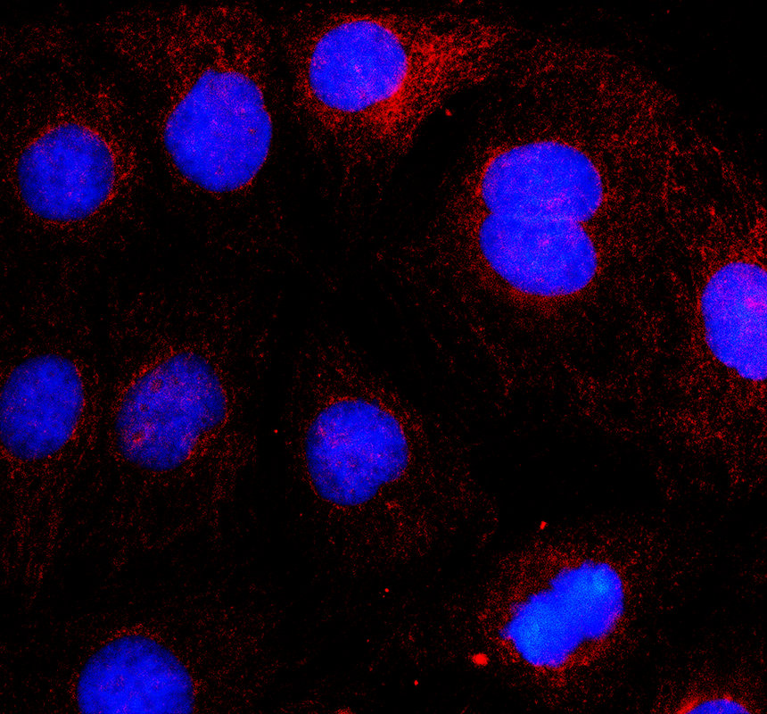 IF analysis of MGAT4A using anti-MGAT4A antibody (A08474-1)