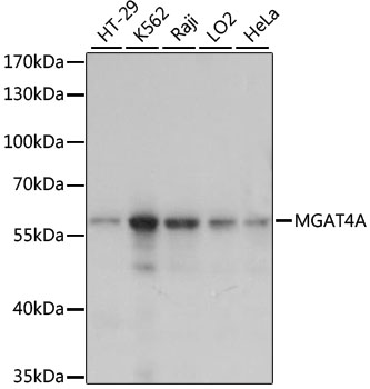 Western blot analysis of extracts of various cell lines, using MGAT4A antibody  at 1:1000 dilution