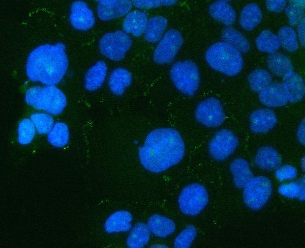 a08475 2 pard6b primary antibodies if testing 4