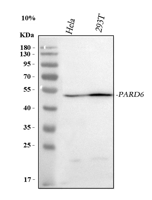  Western blot analysis of PARD6B using anti-PARD6B antibody (A08475-2)