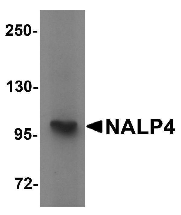 a08477 nlrp4 primary antibodies wb testing 1
