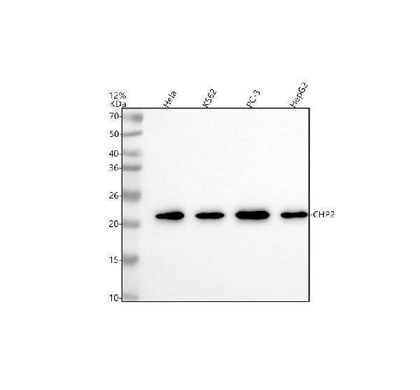  Western blot analysis of CHP2 using anti-CHP2 antibody (A08478-2)