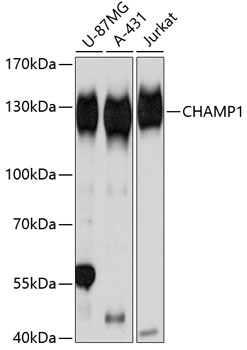 Western blot analysis of extracts of various cell lines, using CHAMP1 Antibody  at 1:3000 dilution