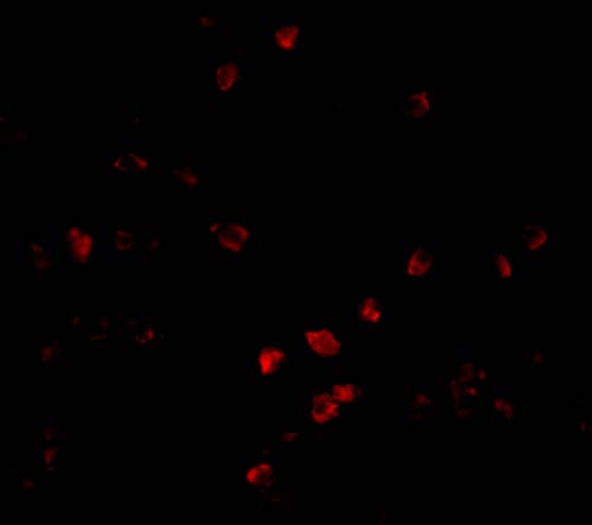 a08481 1 cul9 primary antibodies if testing 3