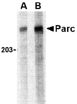 a08481 1 cul9 primary antibodies wb testing 1