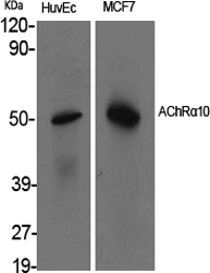 a08482 chrna10 primary antibodies wb testing 2