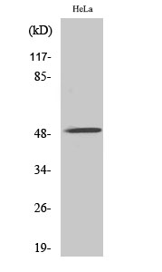 a08482 chrna10 primary antibodies wb testing 3