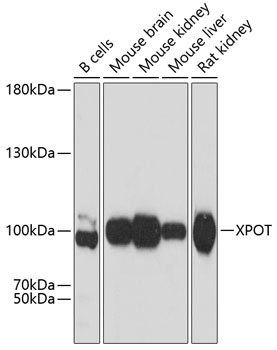 Western blot analysis of extracts of various cell lines, using XPOT antibody  at 1:3000 dilution