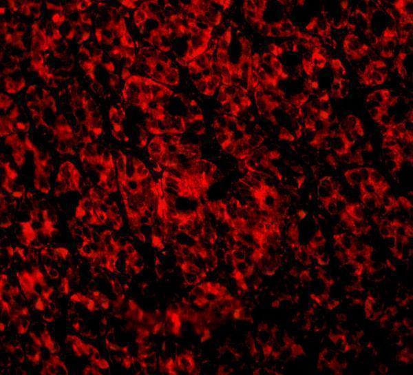 a08487 arl6ip1 primary antibodies if testing 3