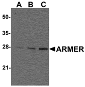 a08487 arl6ip1 primary antibodies wb testing 1