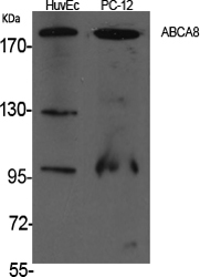 Western Blot analysis of various cells using ABCA8 Polyclonal Antibody