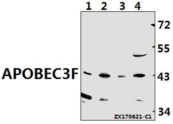 a08491 apobec3d primary antiboties wb testing 1