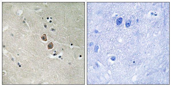 Immunohistochemistry analysis of paraffin-embedded human brain tissue, using NPTN Antibody