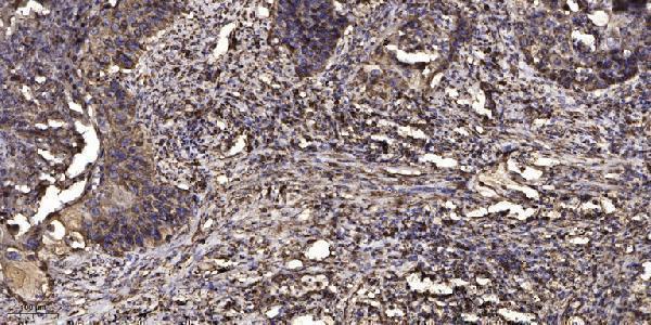 a08497 kcnv2 primary antibodies ihc testing 1
