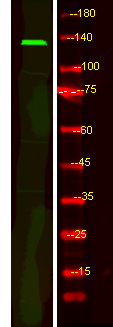 a08498 fbf1 primary antibodies wb testing 1