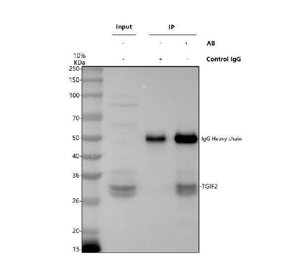 Immunoprecipitating TGIF2 in Jurkat whole cell lysate